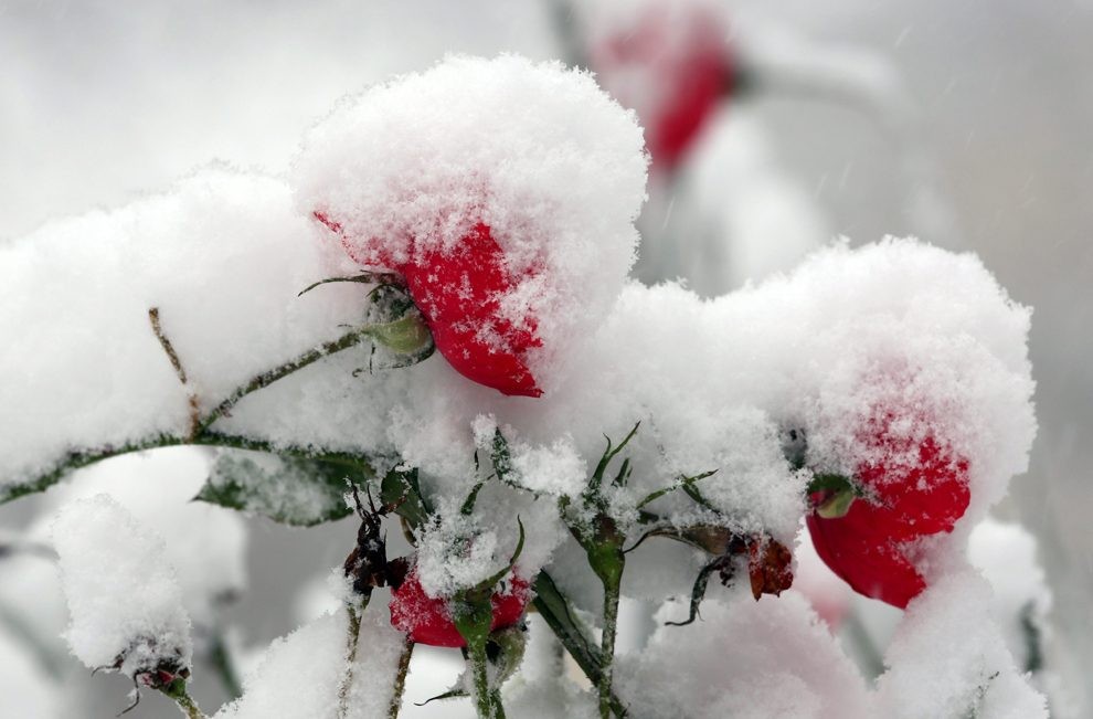 Красные розы усыпаны снегом...