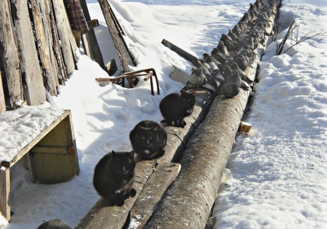 Голуби расселись на трубе...
